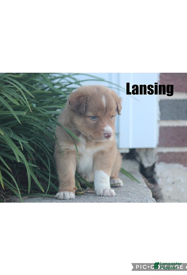 Mixed Breed dogs Lansing - Ad 23