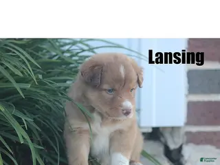 Mixed Breed dogs Lansing - Ad 23