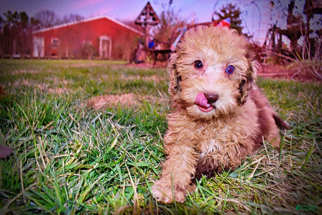 Havapoo dogs for sale: Yummy - Ad 9