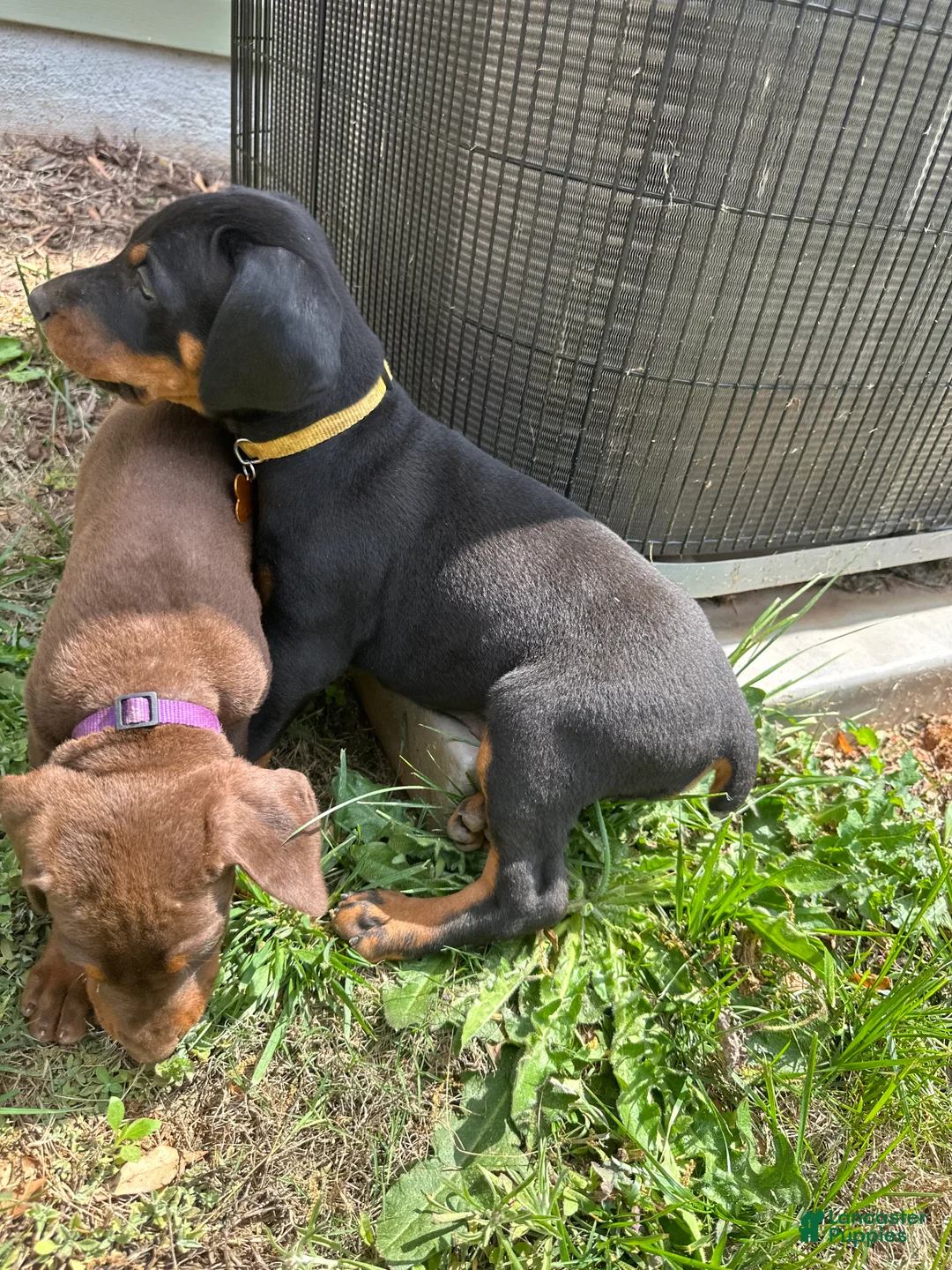 Doberman Pinscher dogs for sale: Puppy 6 - Ad 2