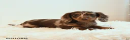 Miniature Dachshund dogs for sale: Stretch - Ad 3