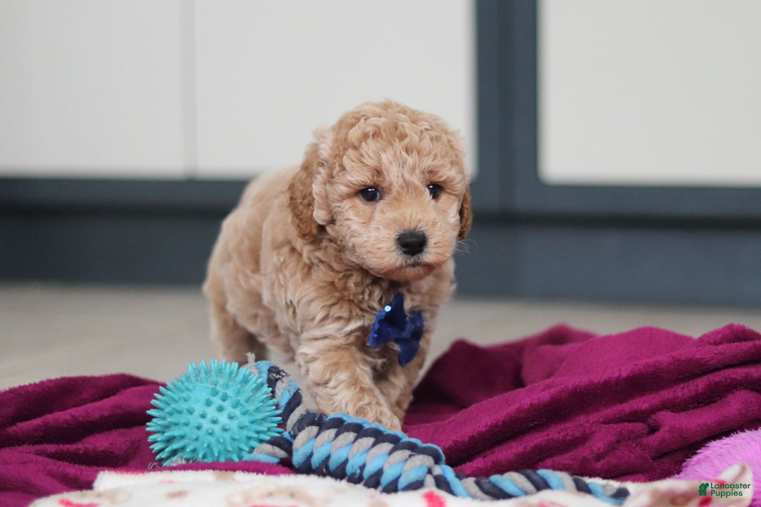Mini Goldendoodle dogs for sale: Howie - Ad 8
