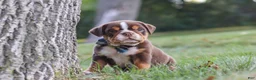 Beabull dogs for sale: Rocket - Ad 8