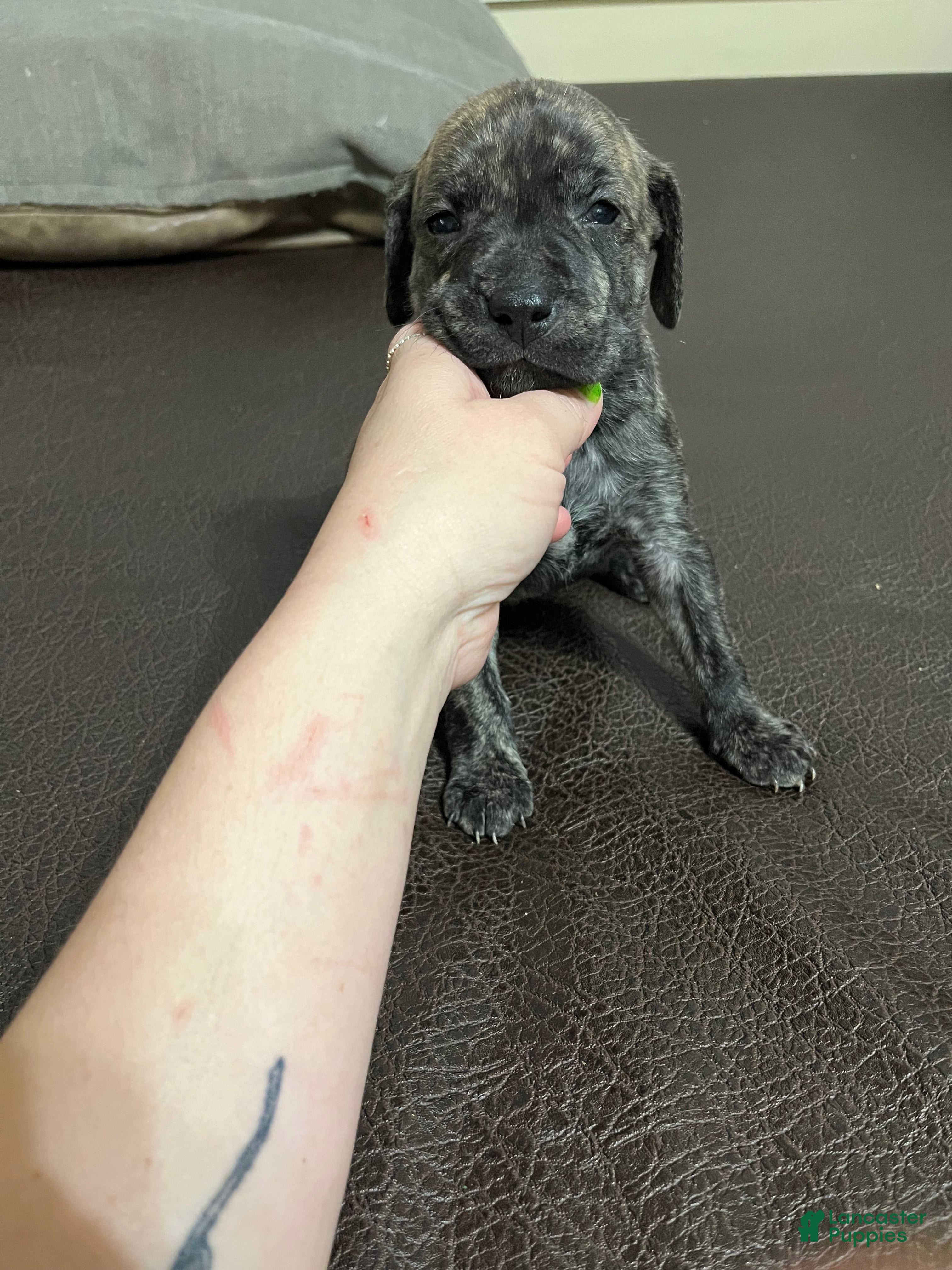 Mixed Breed dogs Boy- Puppy 1 - Ad 27