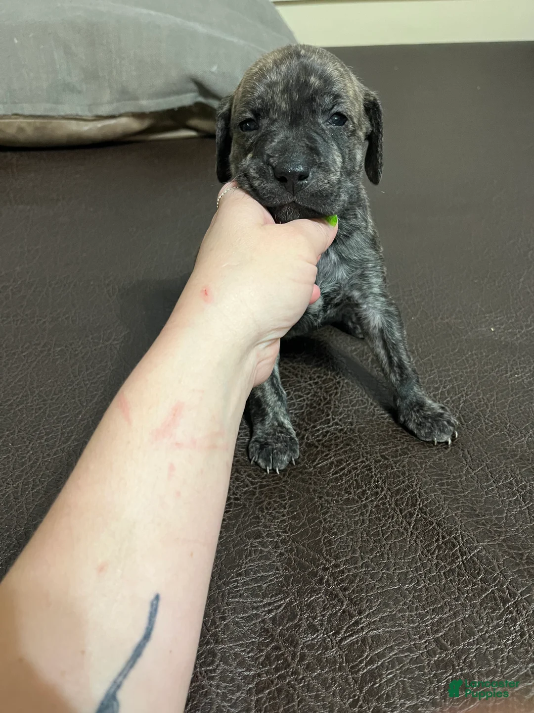 Mixed Breed dogs for sale: Boy- Puppy 1 - Ad 1