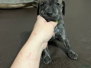 Mixed Breed dogs Boy- Puppy 1 - Ad 27