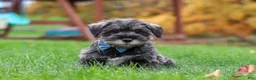 Miniature Schnauzer dogs for sale: Leo - Ad 6