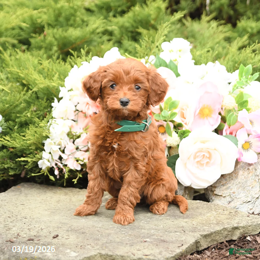 Mini Goldendoodle dogs for sale: Summer - Ad 1