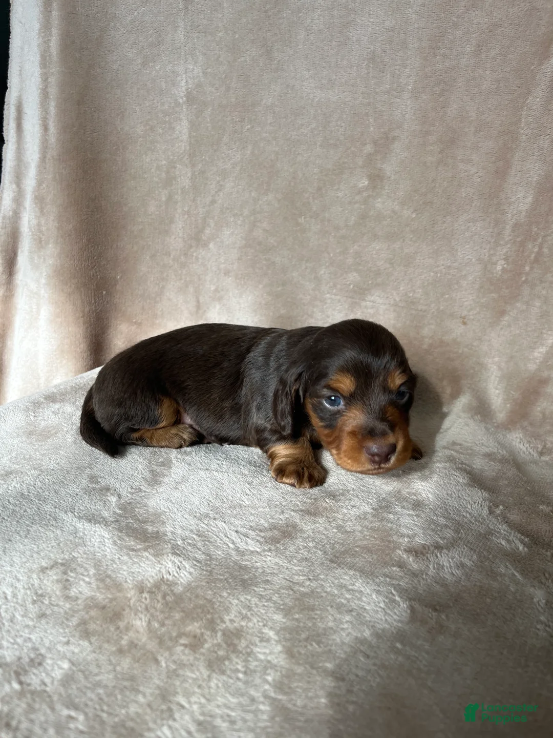 Miniature Dachshund dogs for sale: Akc Reed DNA OFA LH - Ad 2