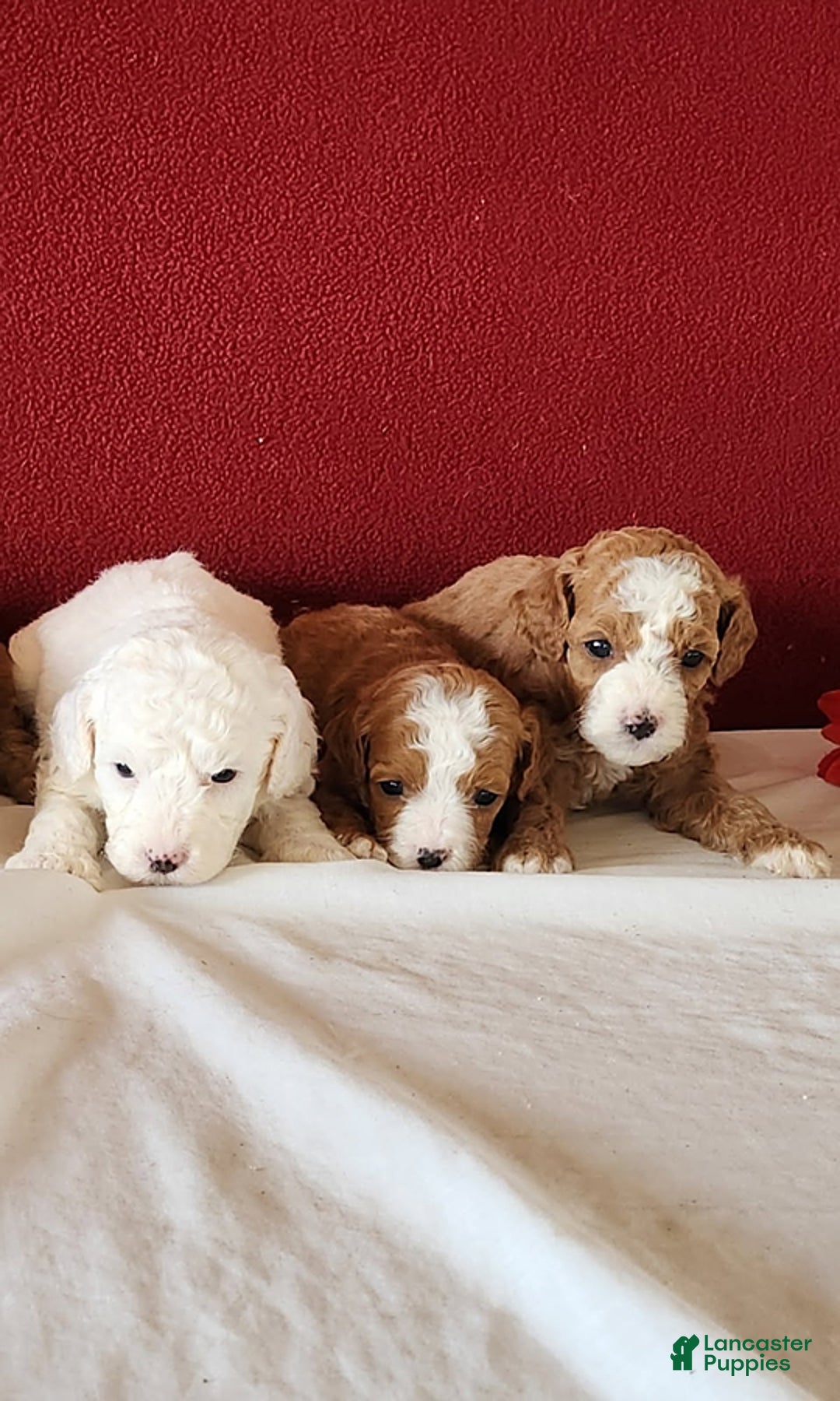 Cavapoo dogs for sale: Tee Cup - Ad 5