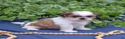 Shih Tzu dogs for sale: Millie - Ad 7