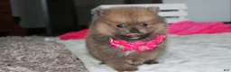 Pomeranian dogs for sale: Zara - Ad 4