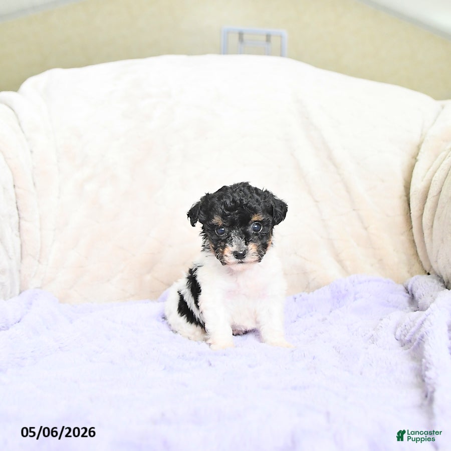 Toy Poodle dogs Bella   - Ad 1