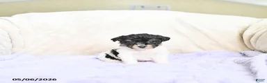Bella  