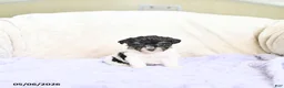 Toy Poodle dogs for sale: Bella   - Ad 1