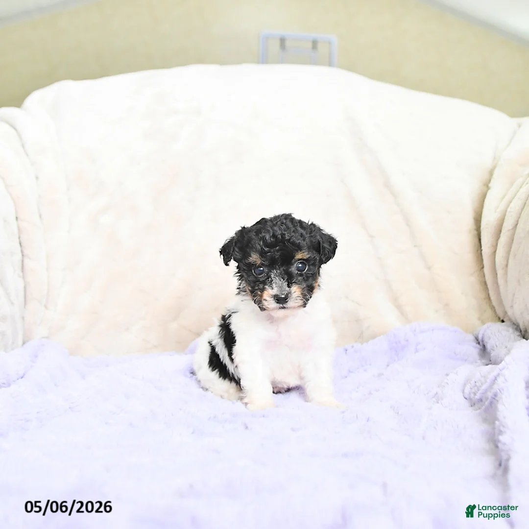 Toy Poodle dogs for sale: Bella   - Ad 1