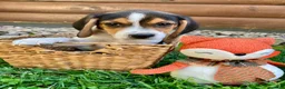 Beagle dogs for sale: Bandit - Ad 5
