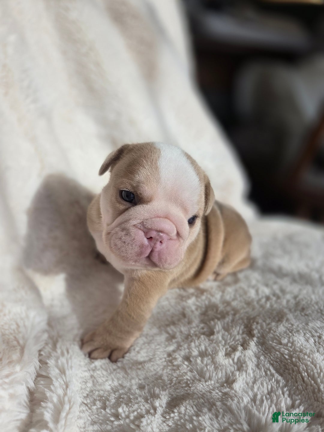 English Bulldog dogs for sale: Creme Puff - Ad 2