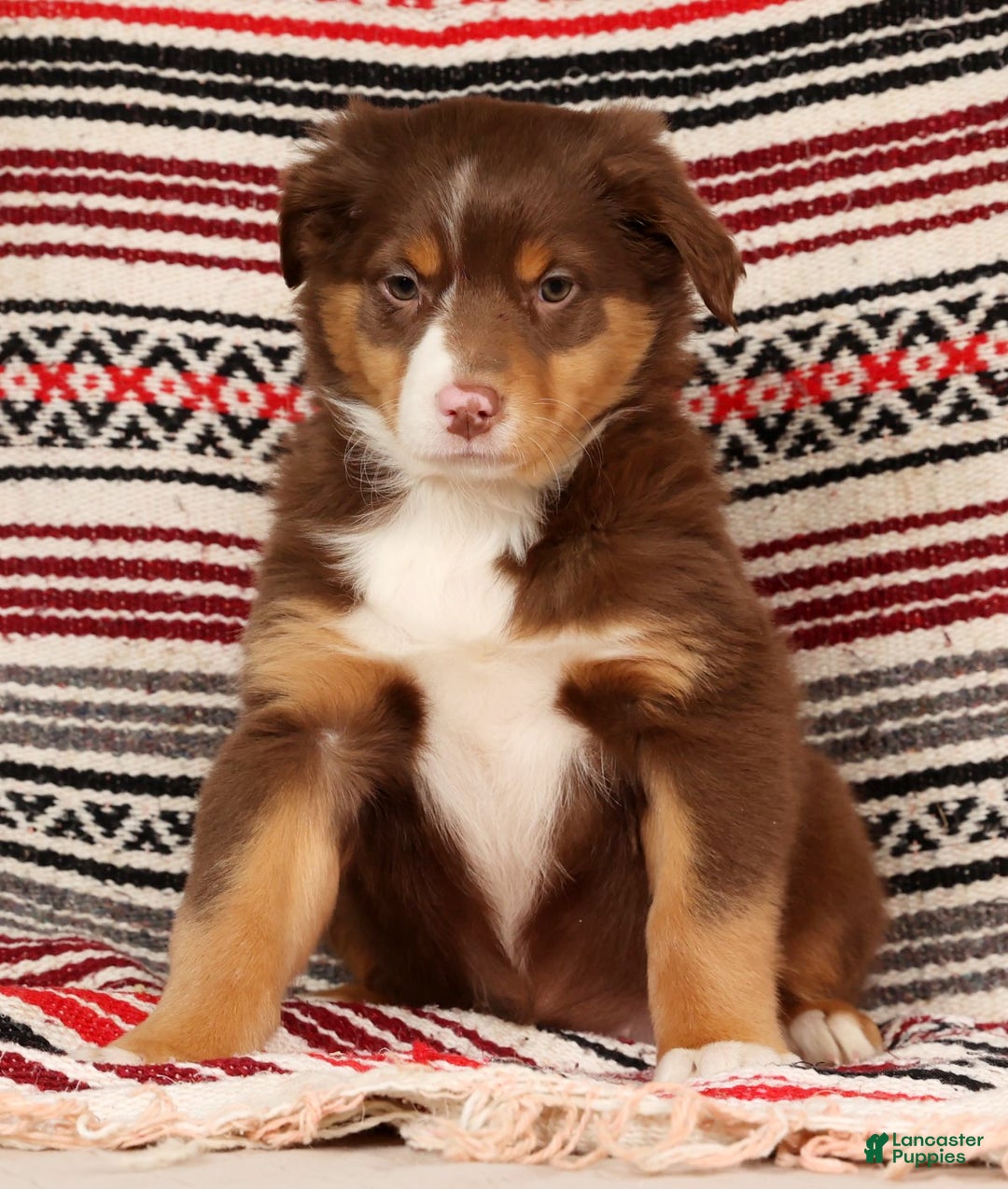 Australian Shepherd dogs for sale: Bella - Ad 6