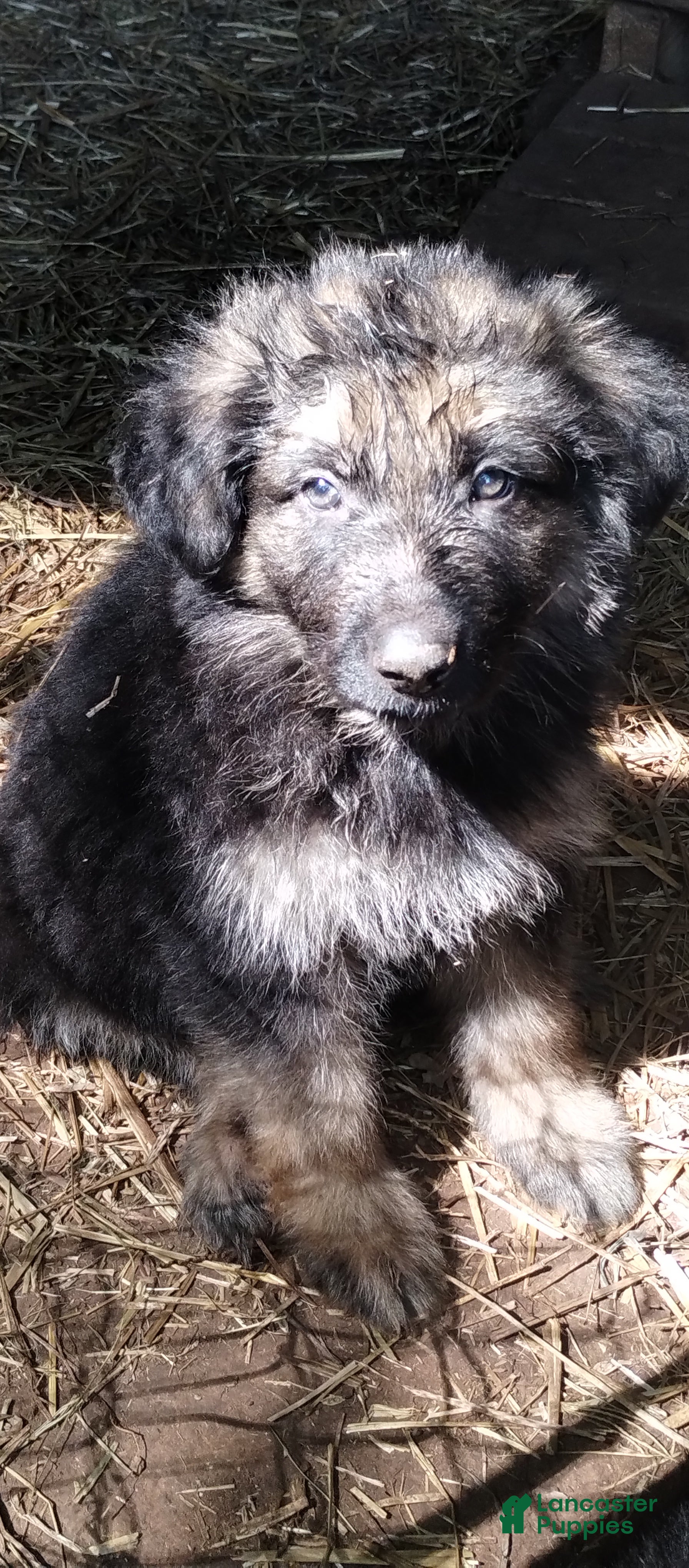 German Shepherd dogs German Shepherd Puppy 4 - Ad 34