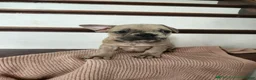 French Bulldog dogs for sale: Daisy - Ad 2