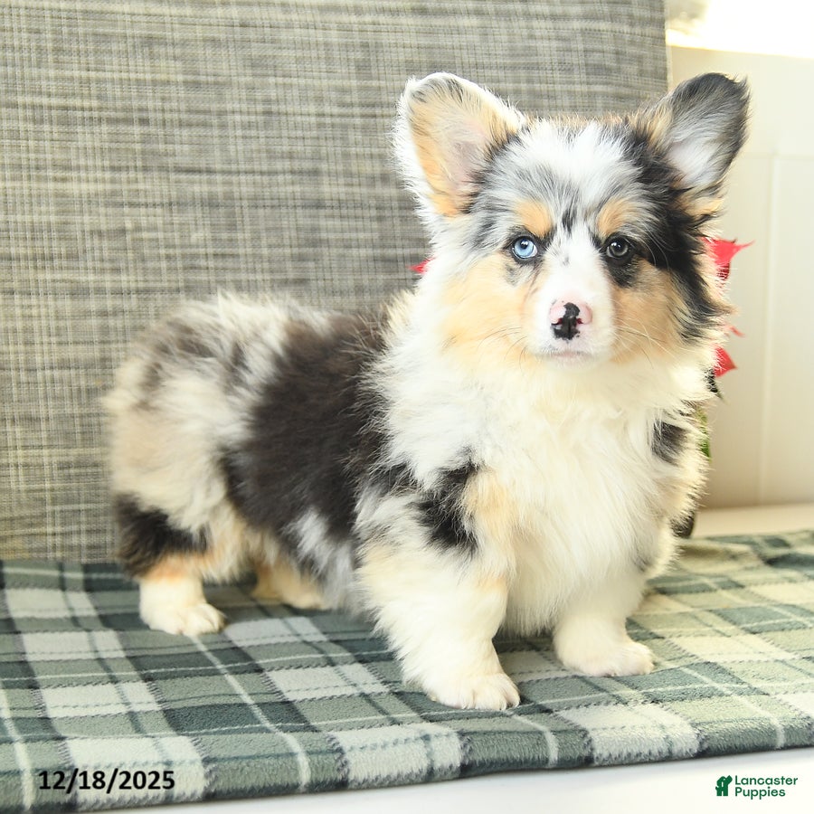 Welsh Corgi Pembroke dogs Fluffy Starburst - Ad 29