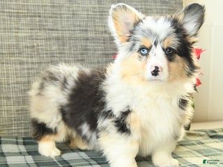 Welsh Corgi Pembroke dogs Fluffy Starburst - Ad 27