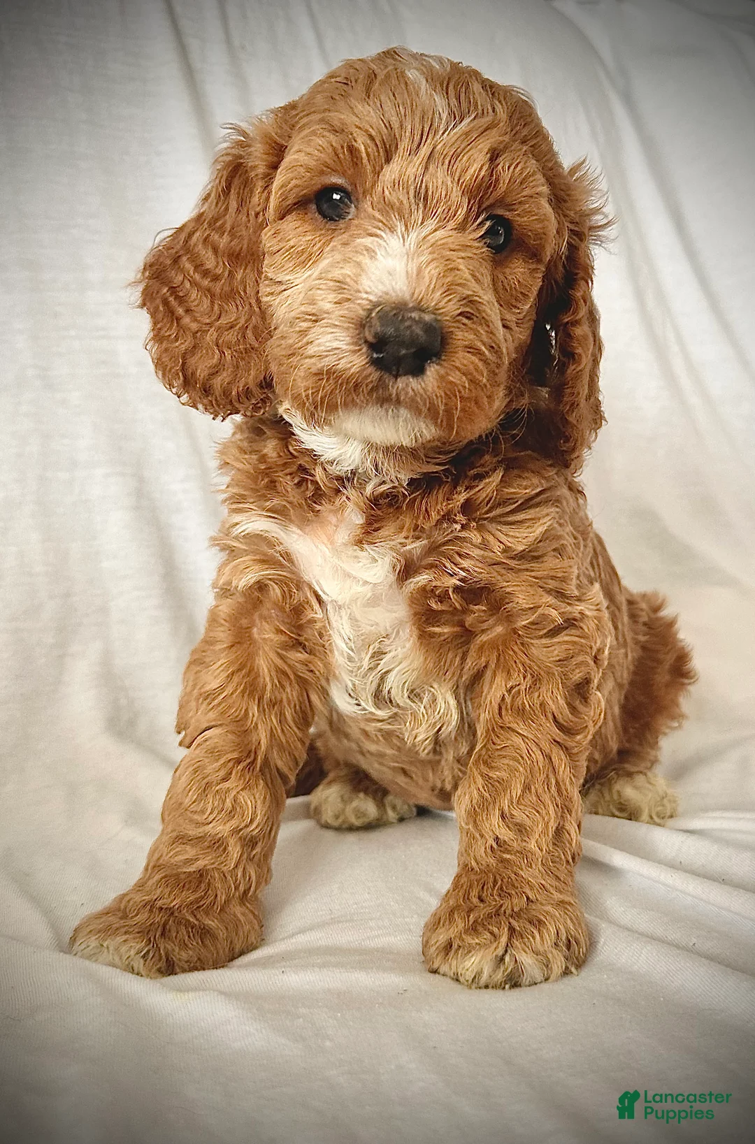 Irish Doodle dogs for sale: Aurora-In home Raised - Ad 2