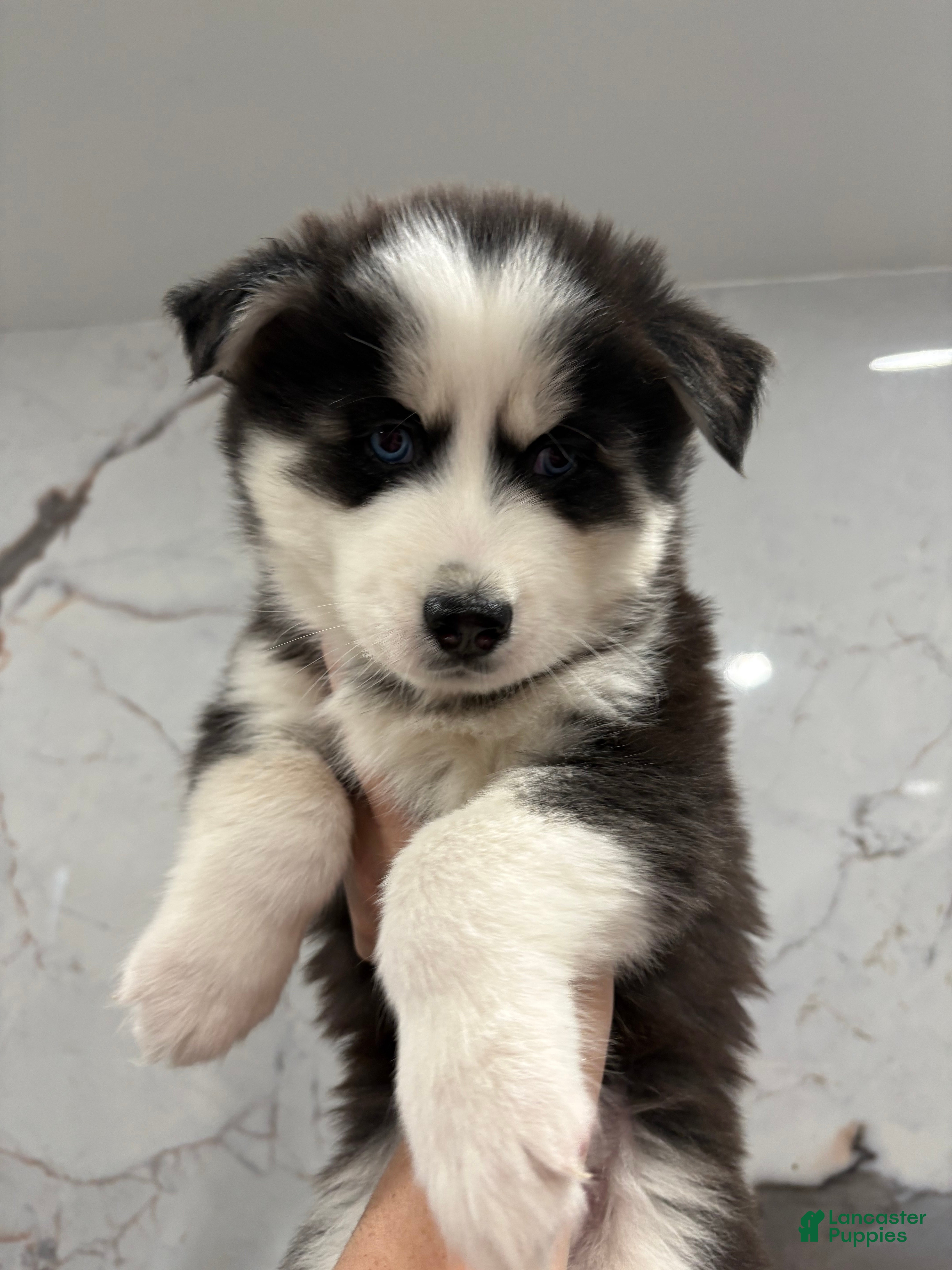 Siberian Husky dogs for sale: Blue - Ad 1