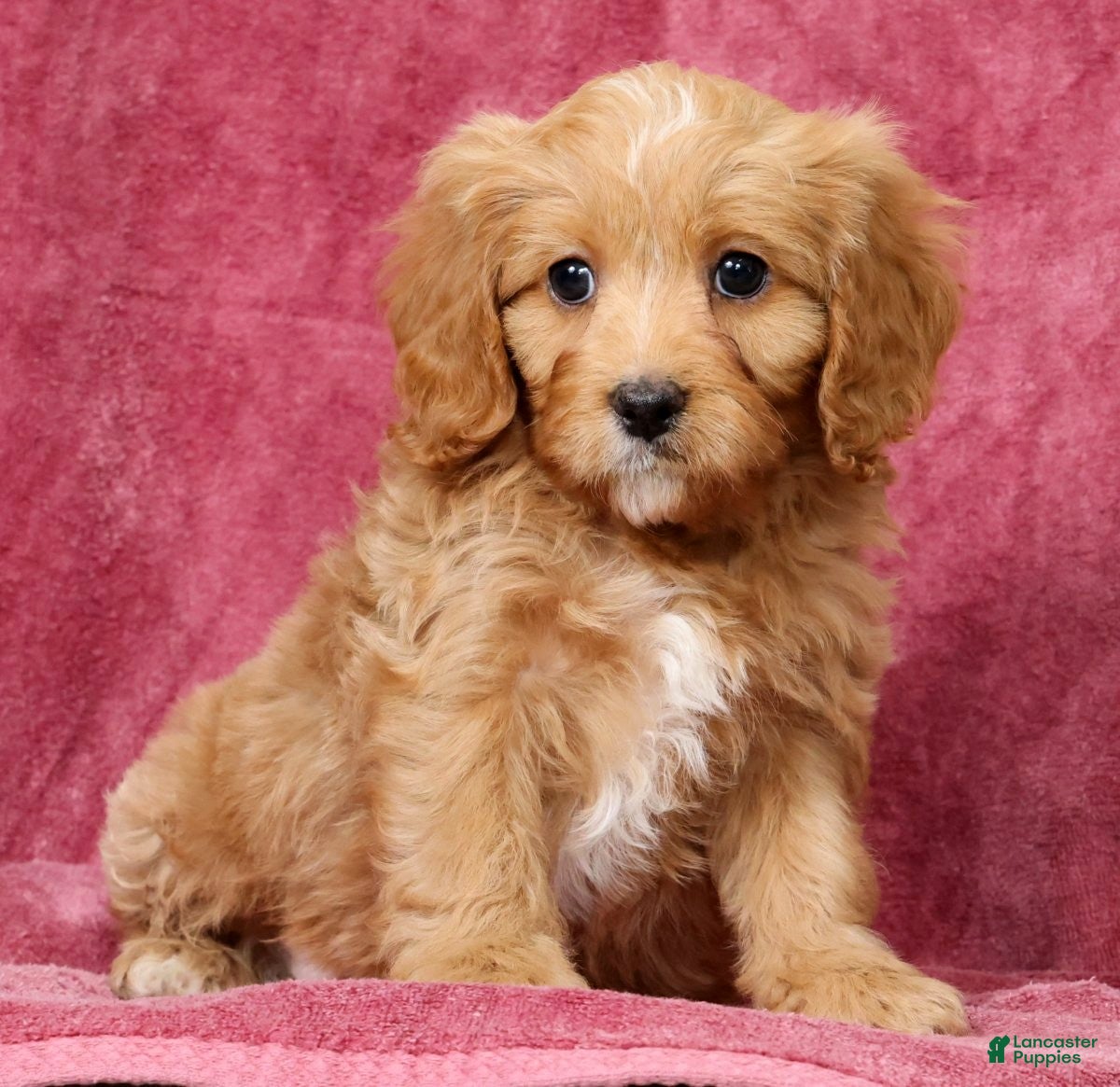 Cavapoo dogs Tammy - Ad 1