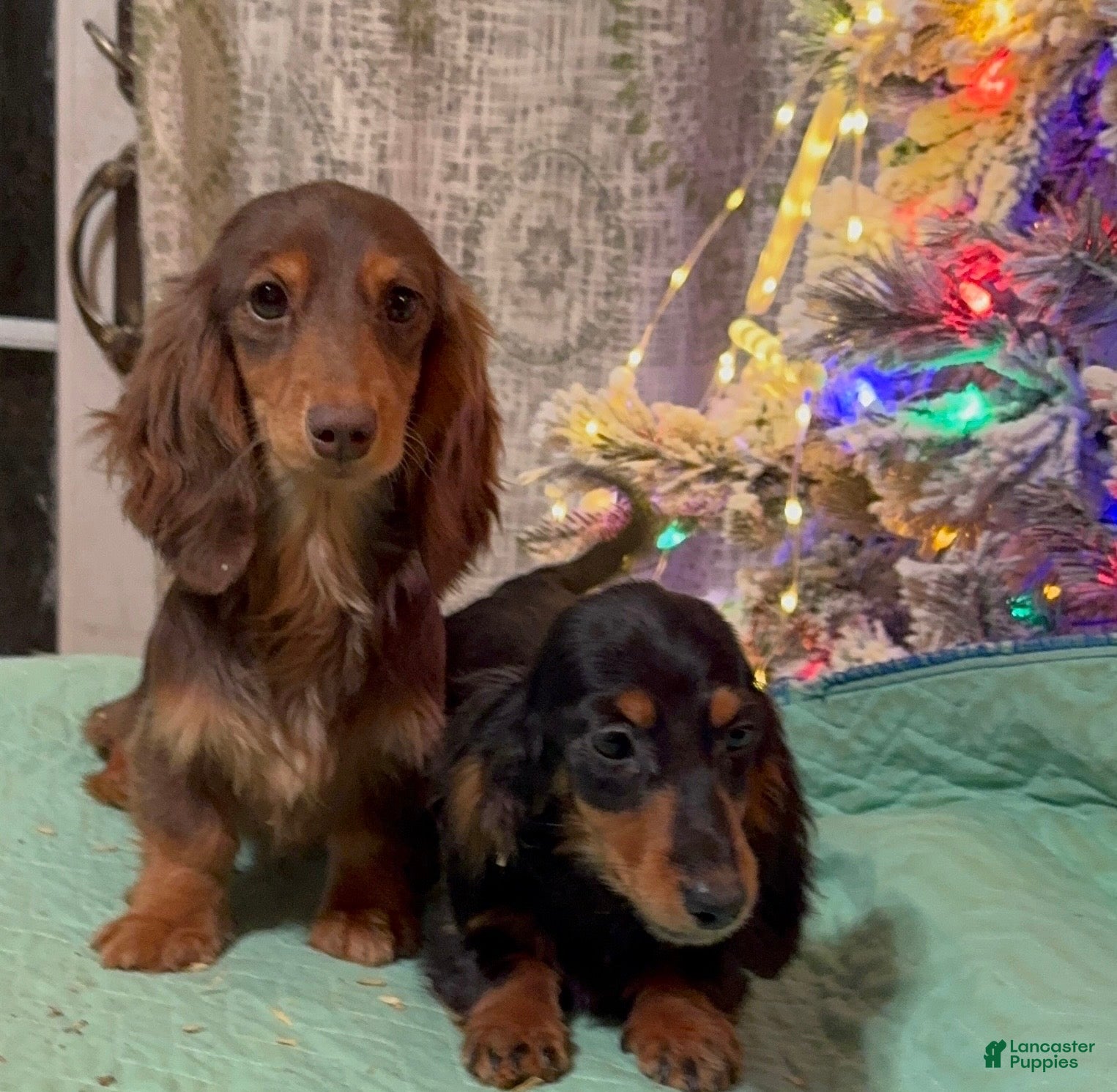 Miniature Dachshund dogs Ch imports - Ad 5