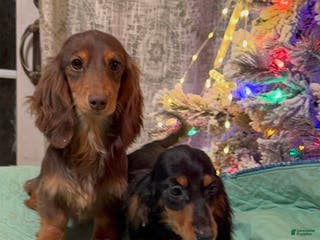 Miniature Dachshund dogs Ch imports - Ad 30