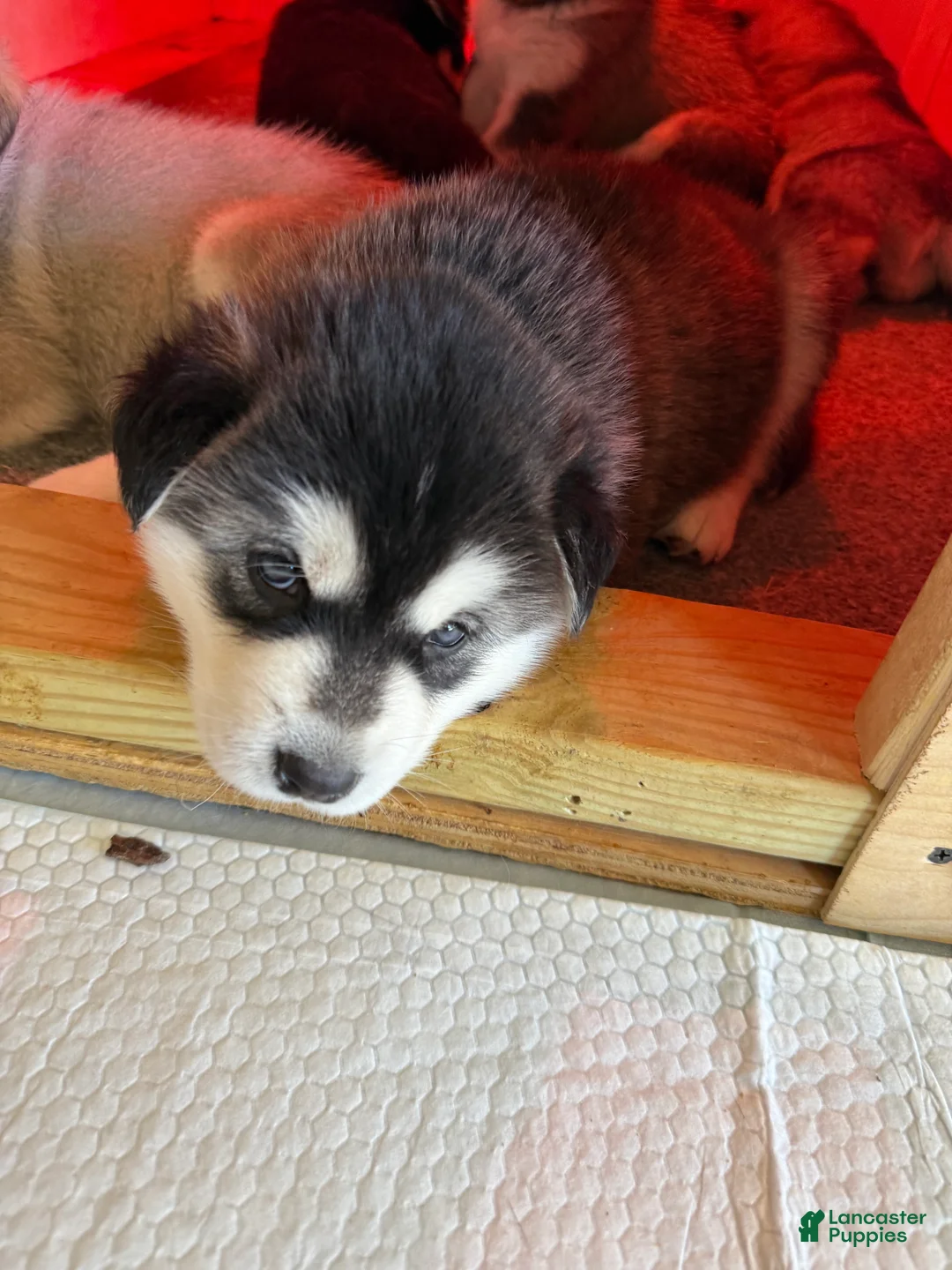 Alaskan Malamute dogs for sale: Alaskan Malamute Puppy 6 - Ad 2