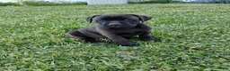 Mixed Breed dogs for sale: Peanut - Ad 2
