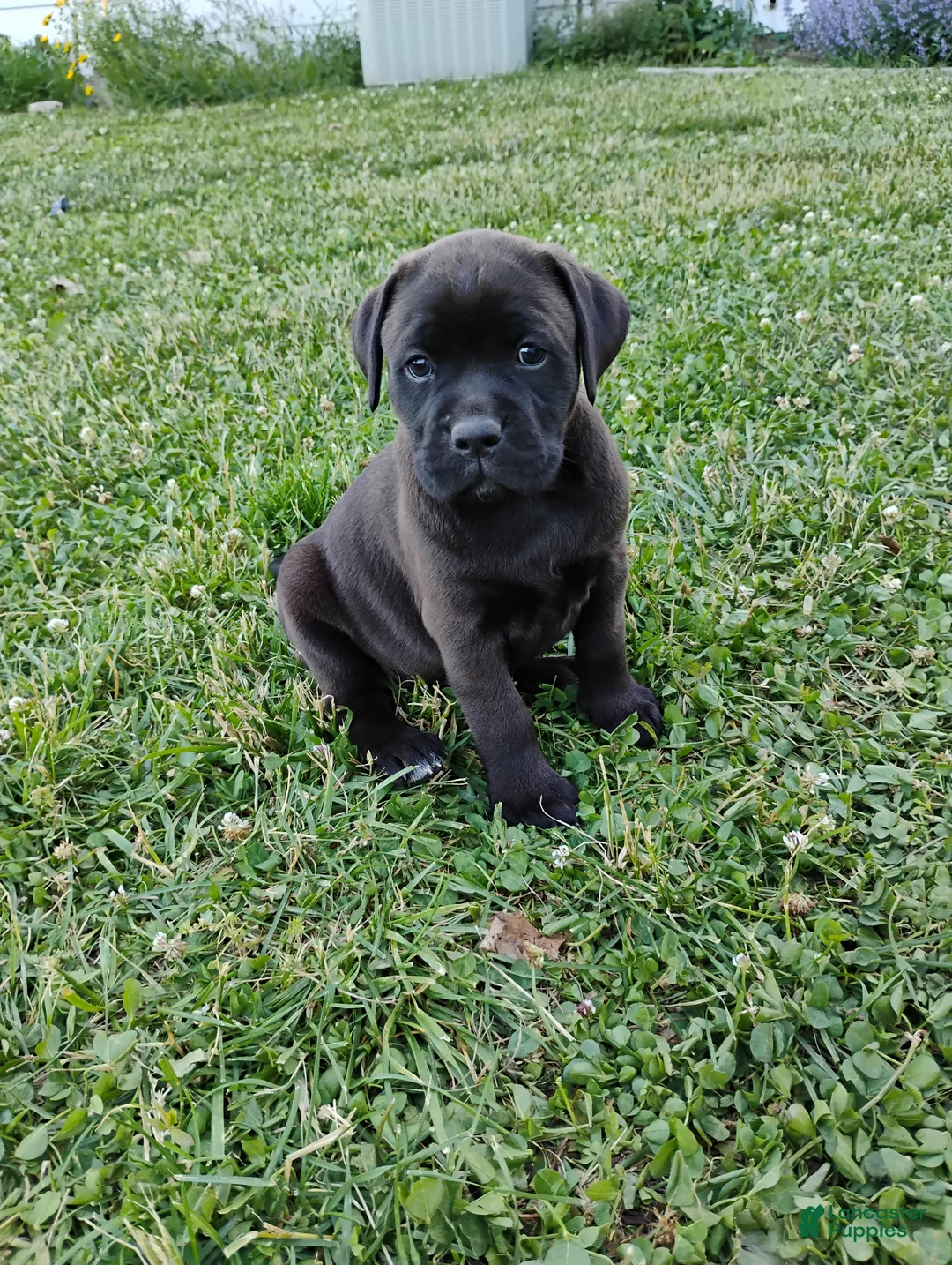 Mixed Breed dogs for sale: Peanut - Ad 2