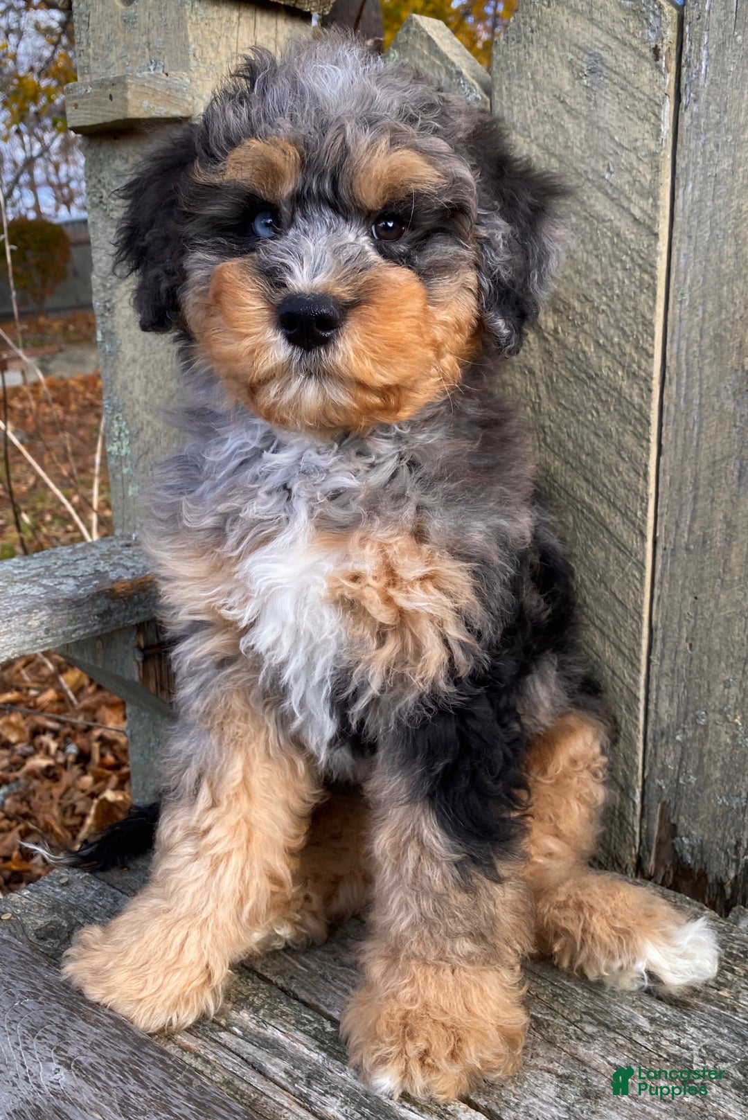 Mini Bernedoodle dogs for sale: 💚 IN BOSTON MASSACHUSETTS AREA 💚 3/4 BRIGHT BLUE 1/4 DARK BROWN RIGHT EYE 💚 MINI BERNEDOODLE 💚 - Ad 10