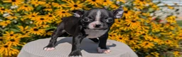 Boston Terrier dogs for sale: Tulip - Ad 7