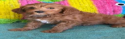 Labradoodle dogs for sale: Mini Labradoodle Tanzy - Ad 1