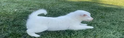 Mini Aussiedoodle dogs for sale: Faith - Ad 5