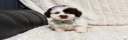 Toy Poodle dogs for sale: Oreo - Ad 4