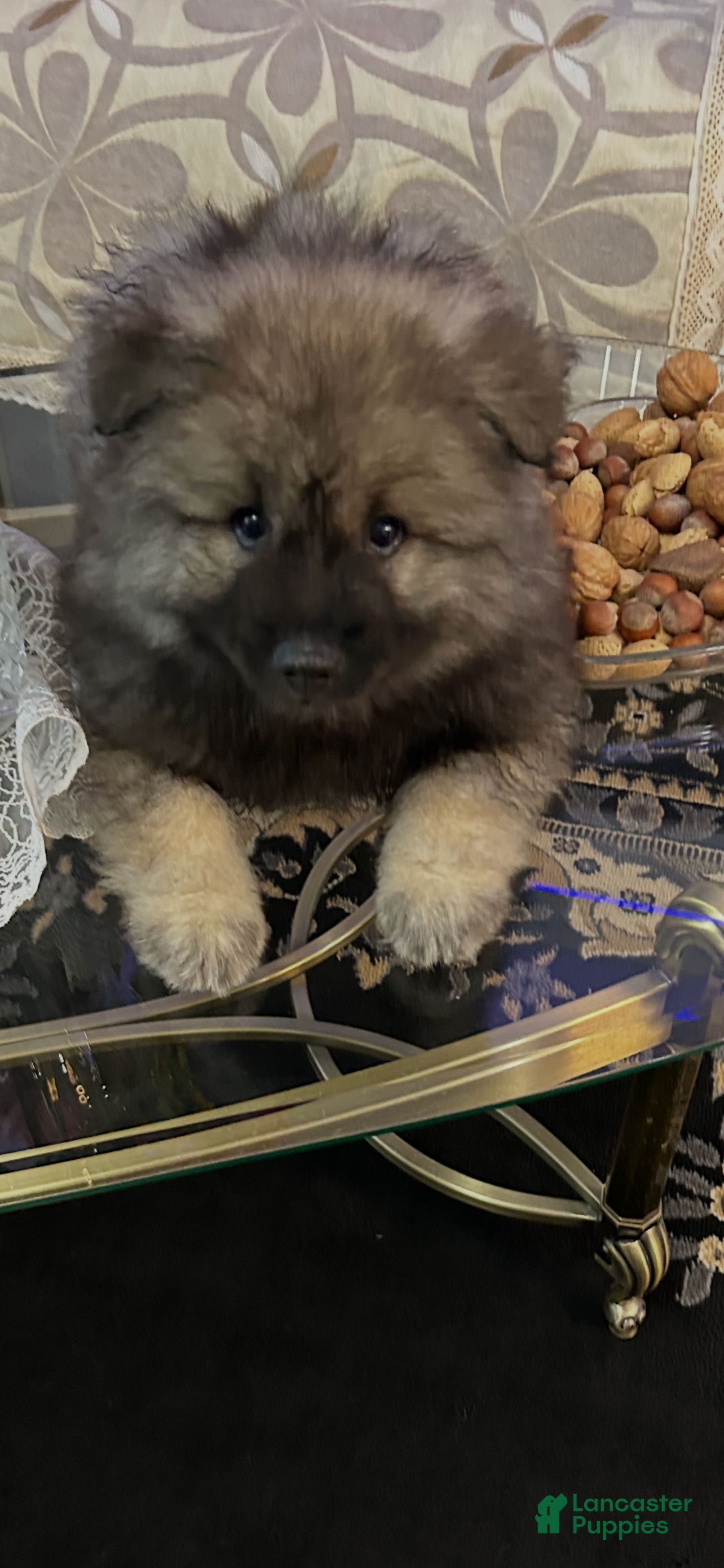 Keeshond dogs Bear - Ad 2