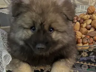 Keeshond dogs Bear - Ad 2