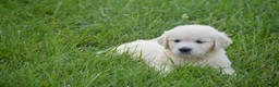 Golden Retriever dogs for sale: FULL AKC Miss Bella is READY NOW! - Ad 1