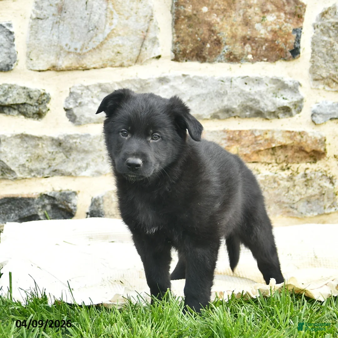 Mixed Breed dogs for sale: Charlie  - Ad 2