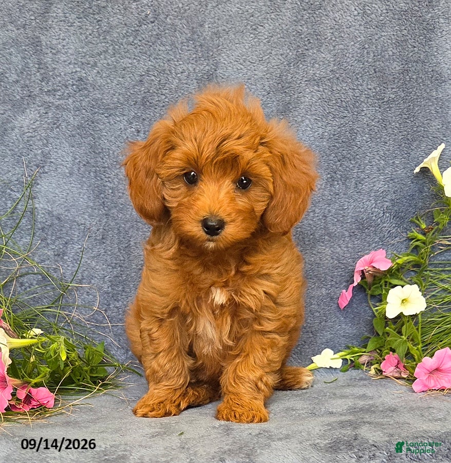 Cavapoo dogs Tucker - Ad 1