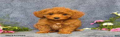 Tucker