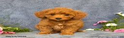 Cavapoo dogs for sale: Tucker - Ad 1