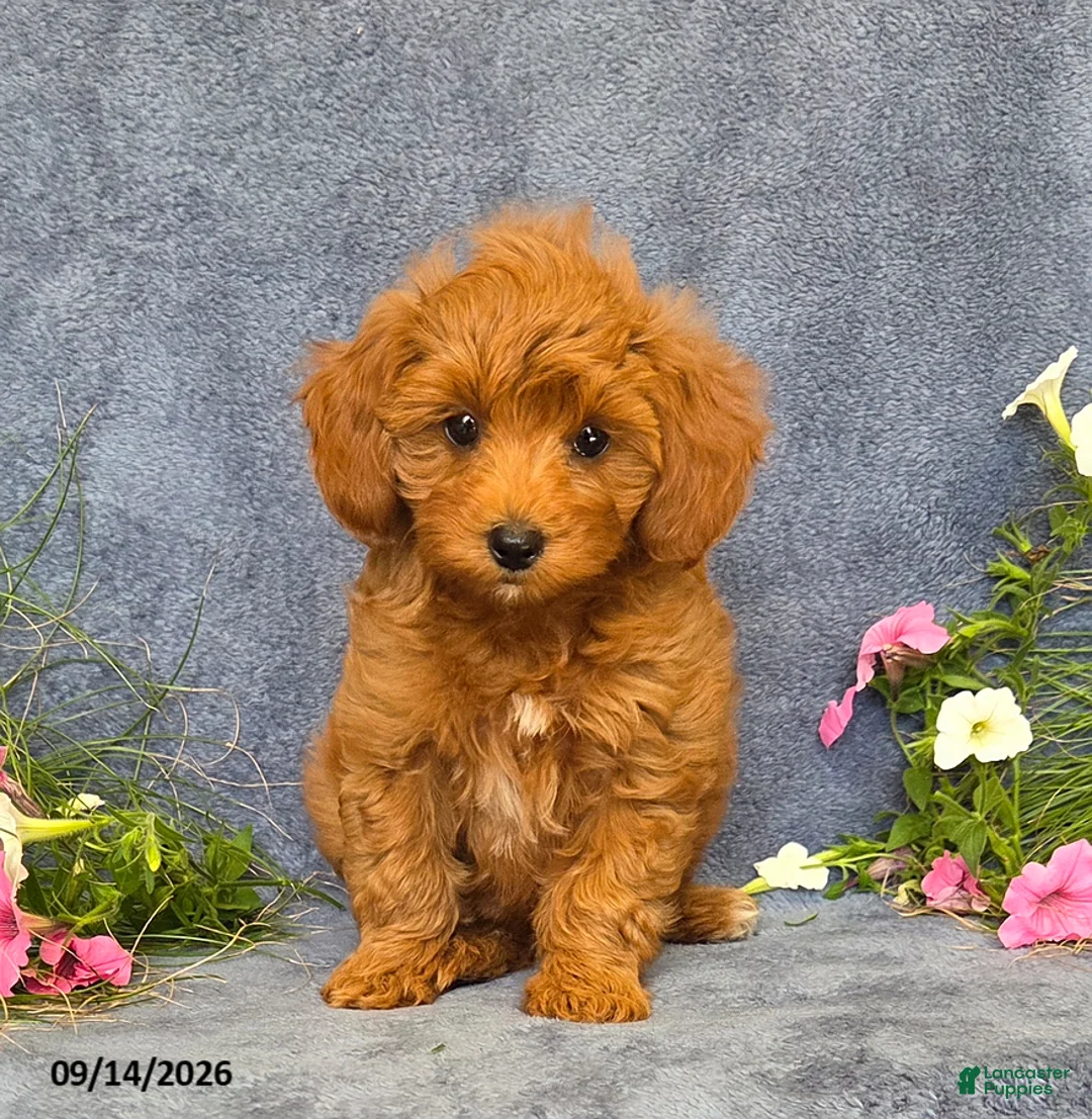 Cavapoo dogs for sale: Tucker - Ad 1