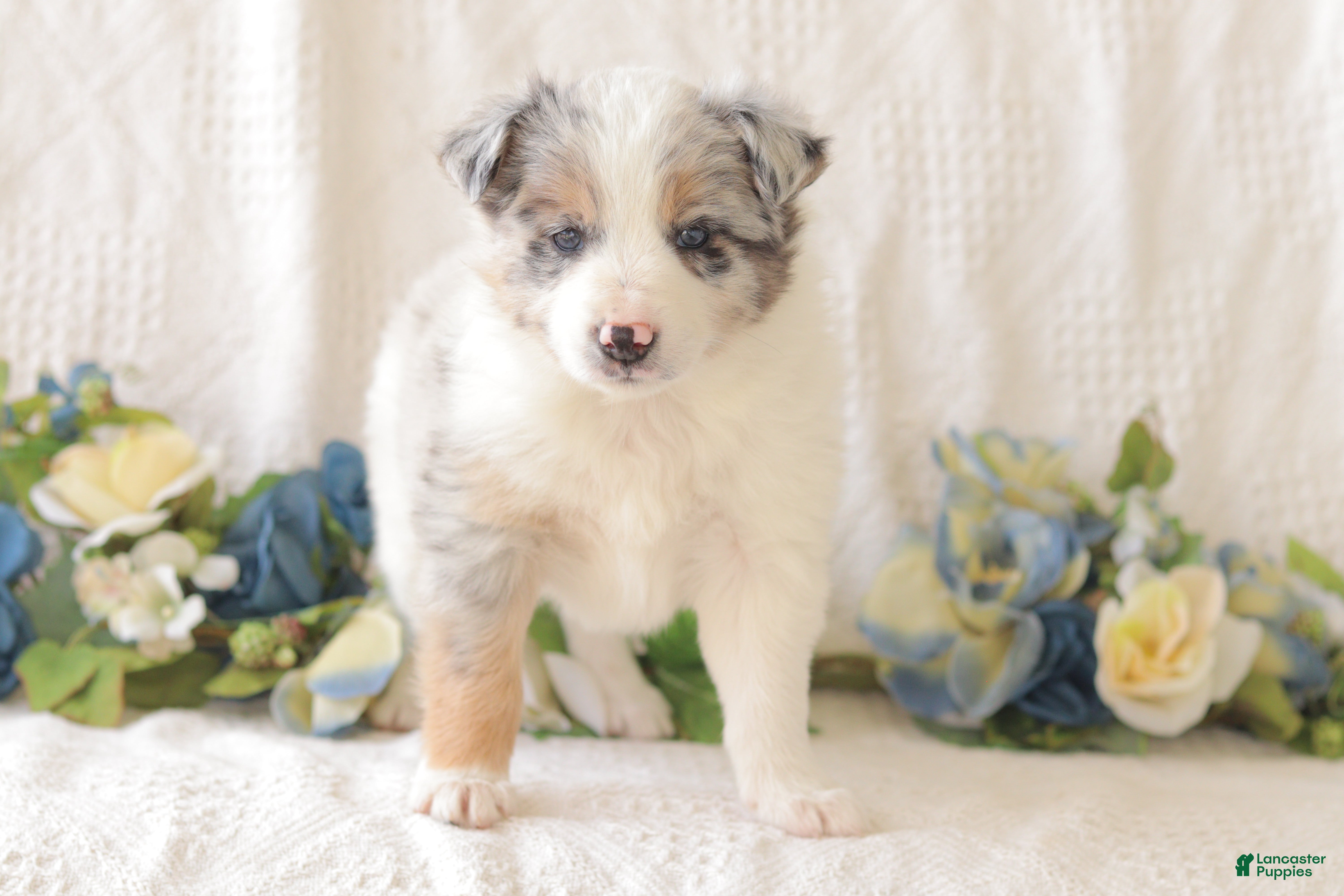 Border Collie dogs Cleo - Ad 2