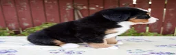 Bernese Mountain Dog dogs for sale: Sadie - Ad 5
